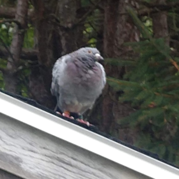 Meet your Posher, Tarik - Picture 7 of 8